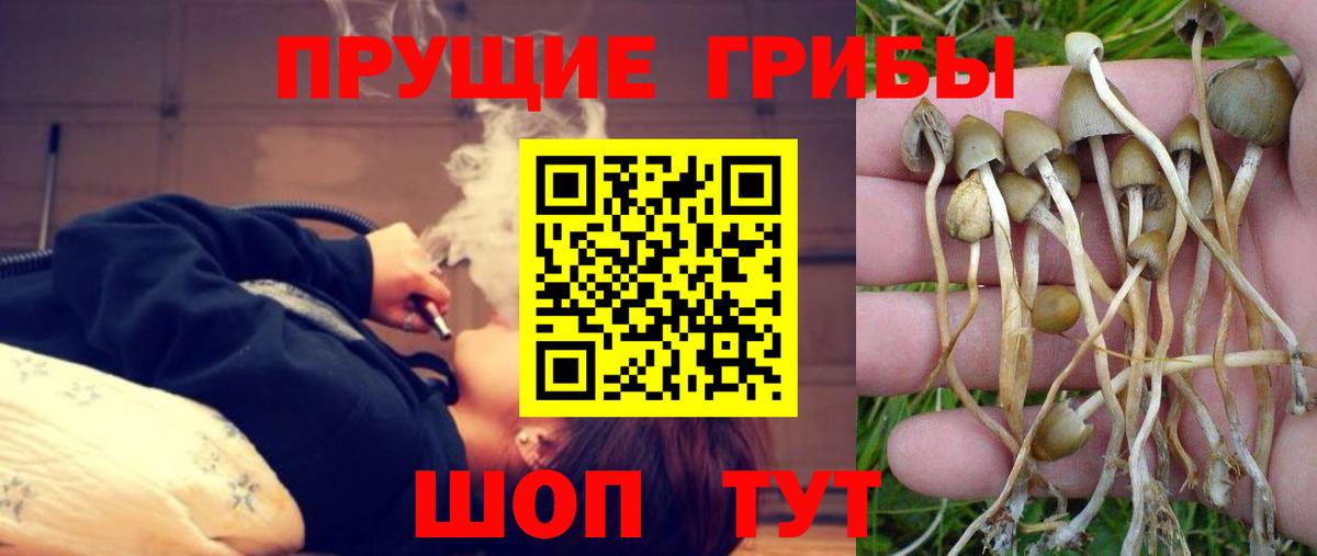 Псилоцибиновые грибы прущие грибы Мурино